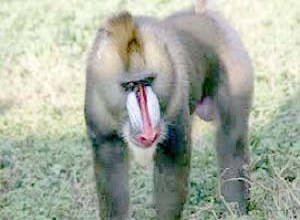 Singe Mandrill